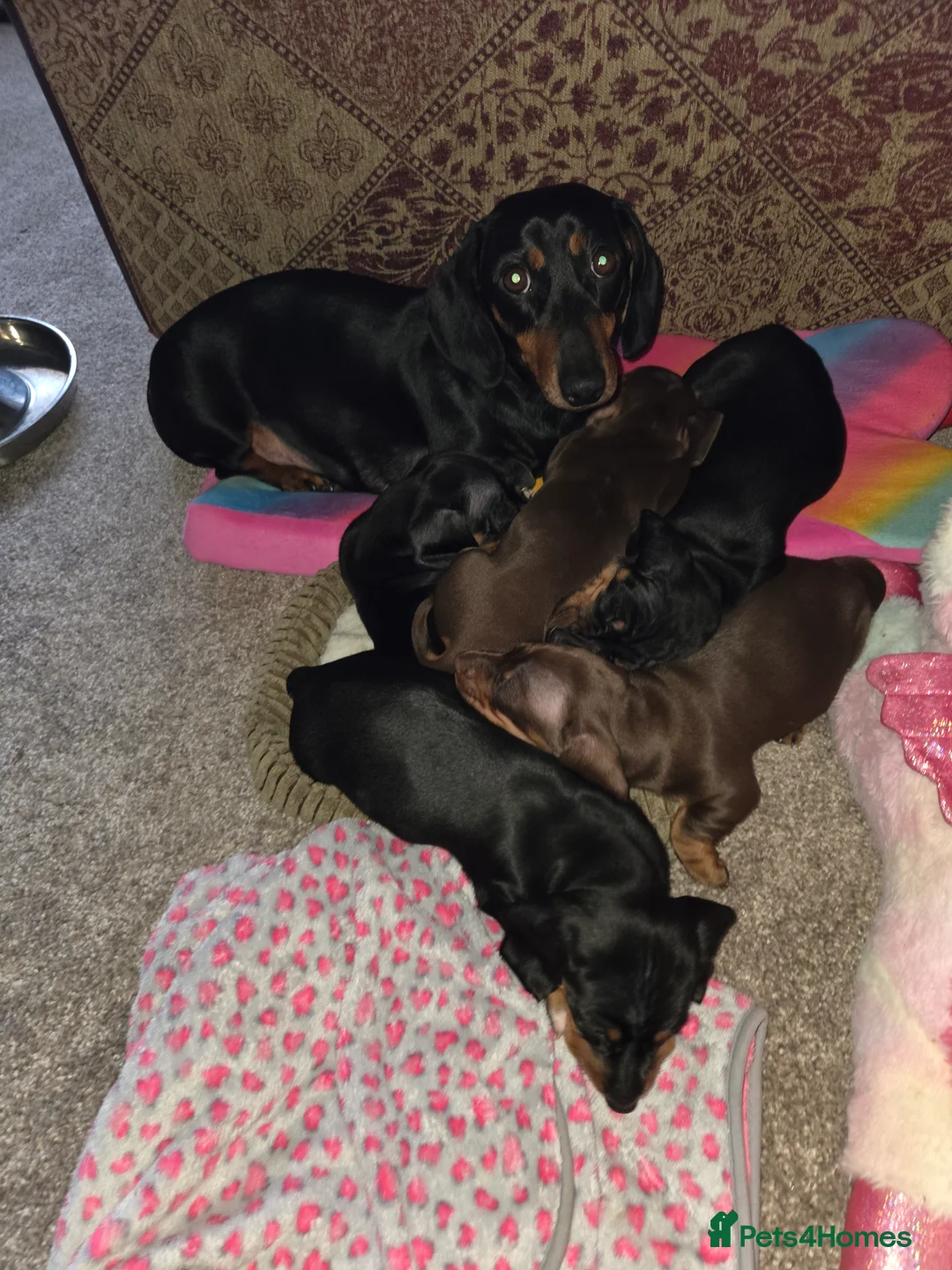 Miniature Dachshund dogs for sale: Mini daschund  - Advert 1