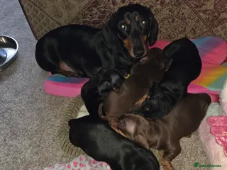 Miniature Dachshund dogs Mini daschund - Advert 1