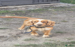 Cocker Spaniel dogs for sale: Female and male cocker spaniel - Image 1