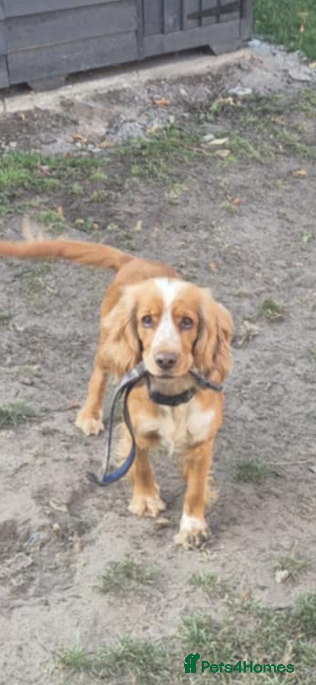 Cocker Spaniel dogs for sale: Female and male cocker spaniel - Image 1