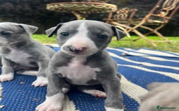 Whippet dogs for sale: Show Quality Blue Brindle KC Registered Whippets - Image 19