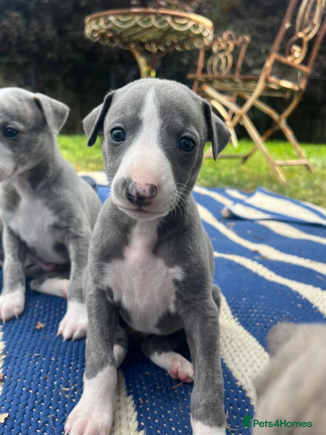 Whippet dogs for sale: Show Quality Blue Brindle KC Registered Whippets - Image 19