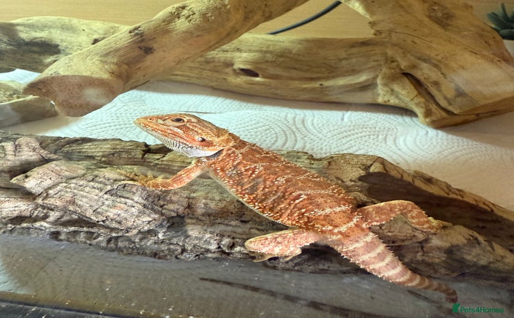 Bearded Dragon reptiles - Advert 3