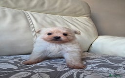 Pomeranian dogs for sale: Russian Teddy Bear Pomeranians  - Advert 2