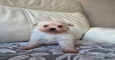 Pomeranian dogs Russian Teddy Bear Pomeranians  - Advert 10