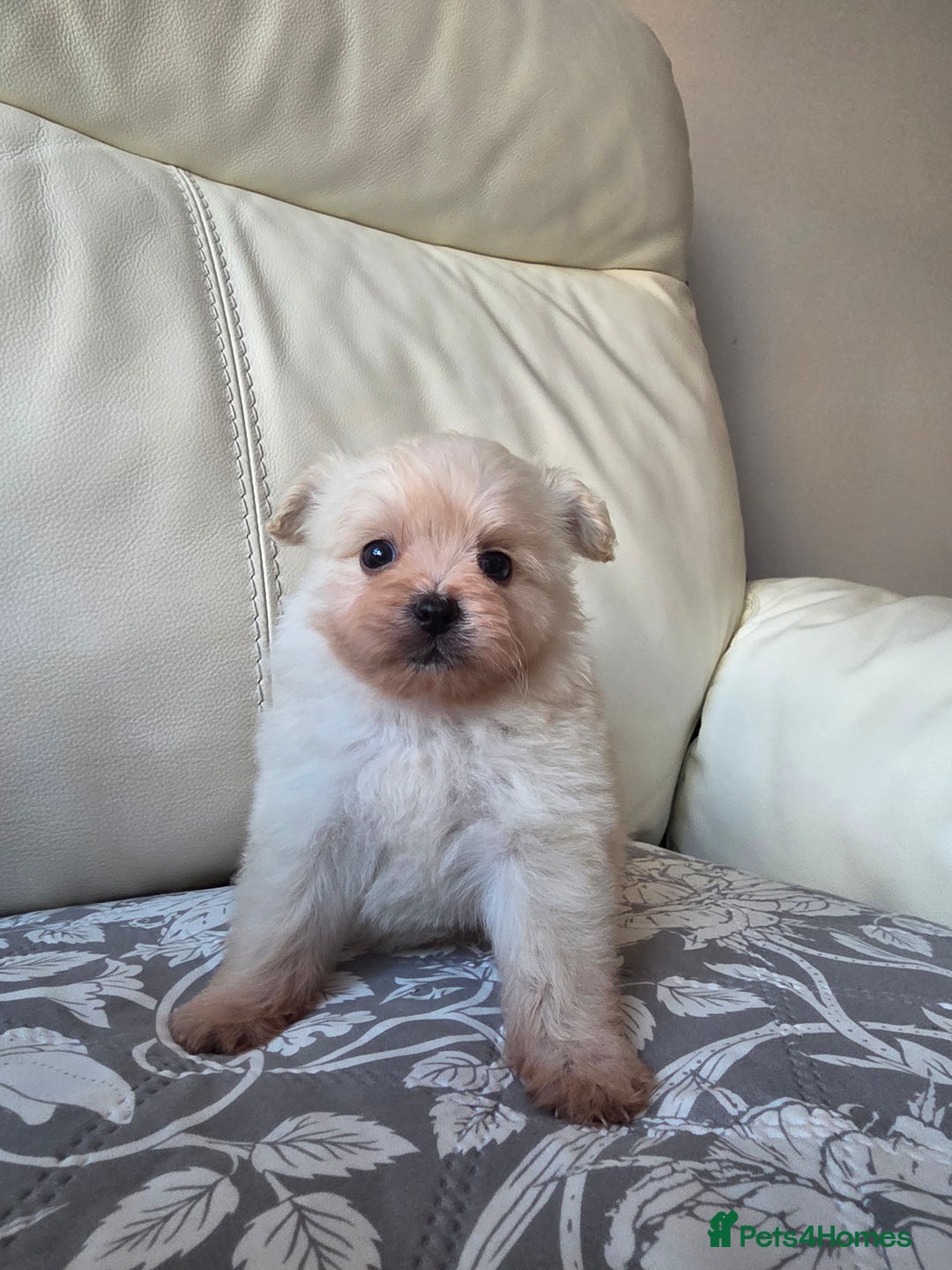 Pomeranian dogs for sale: Russian Teddy Bear Pomeranians  - Advert 2