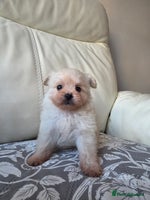 Pomeranian dogs Russian Teddy Bear Pomeranians - Advert 4