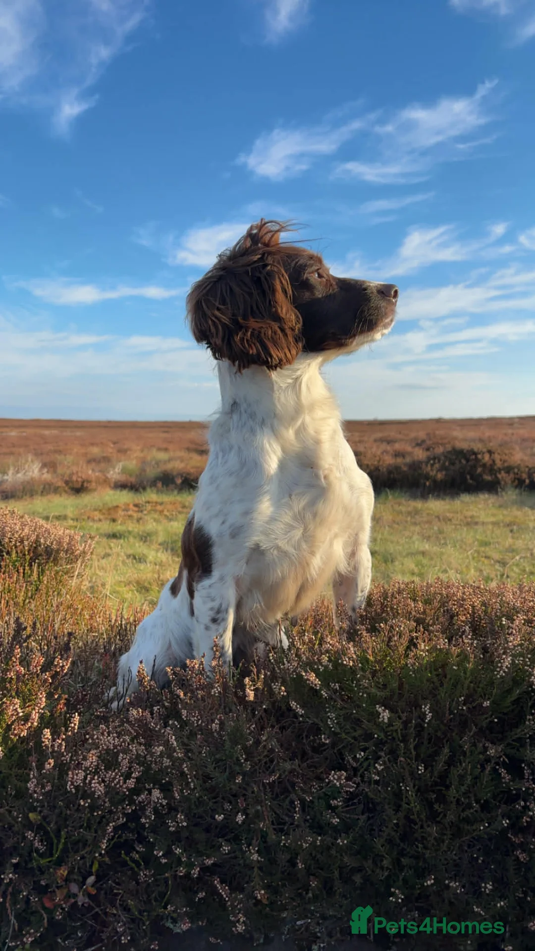 English Springer Spaniel dogs for sale: English springer spaniel puppys - Advert 1