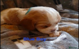 Cavalier King Charles Spaniel dogs for sale: DNA TESTED CAVALIER KING CHARLES  - Image 19