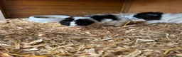 Guinea Pig rodents for sale: Guinea pig for sale  in Erith - Advert 4