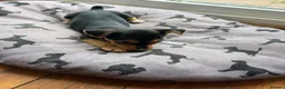 Jack Russell dogs for sale: Jack Russell pups - Advert 6