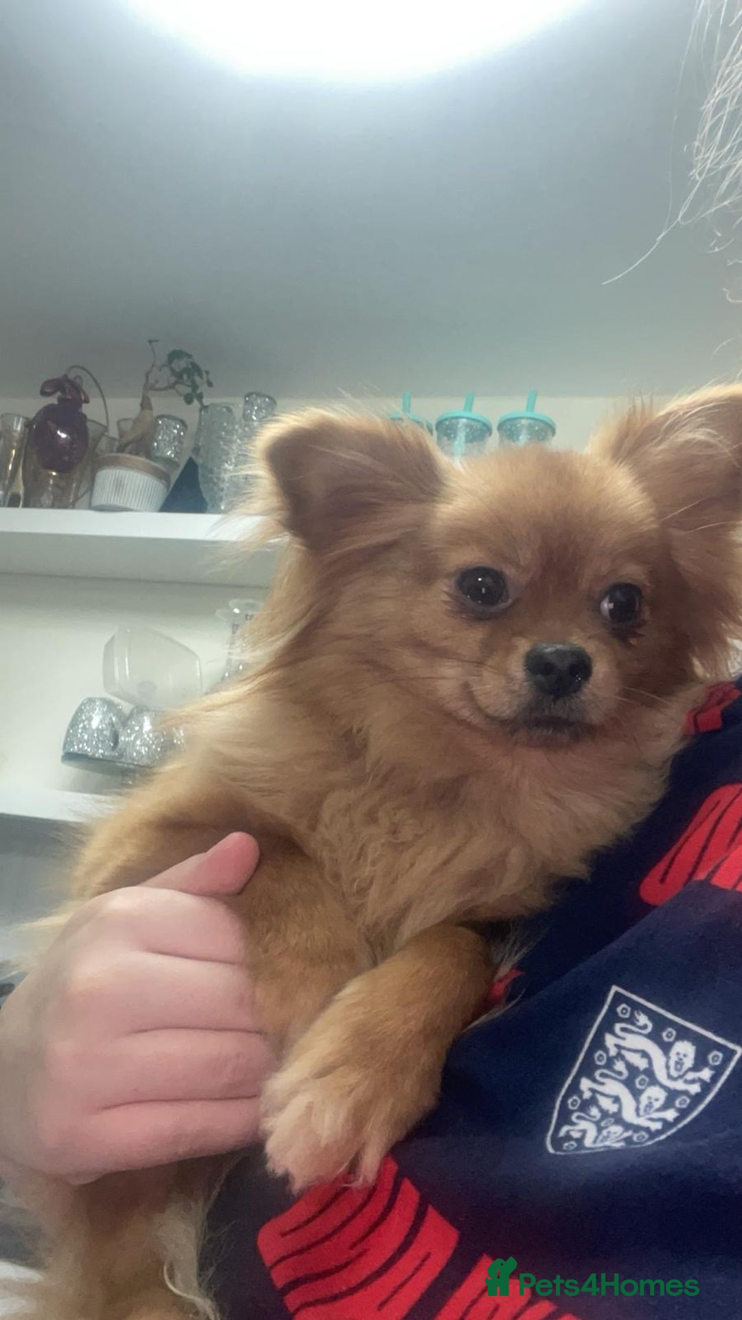 Pomchi dogs for sale: Pomeranian puppy’s  - Advert 1