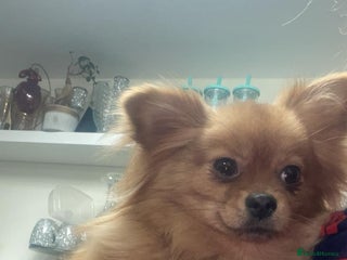 Pomchi dogs Pomeranian puppy’s - Advert 1