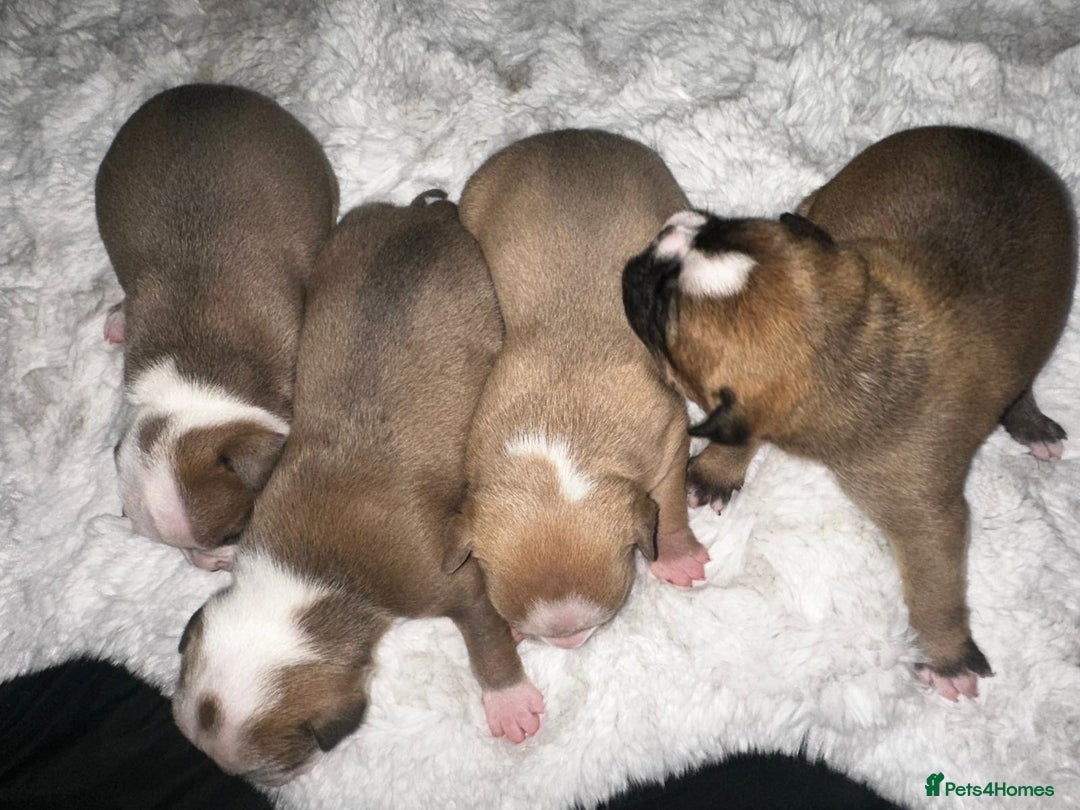 Olde English Bulldogge dogs for sale: Olde English Bulldogge Puppies  - Image 6