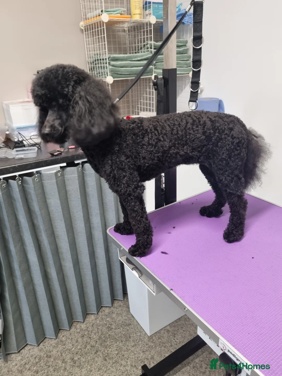 Cavapoo dogs for sale: Cavapoo f1b puppies  - Advert 13