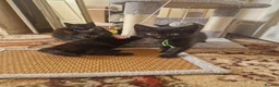 Mixed Breed cats for sale: Four kittens for sale. in Blackpool - Advert 7