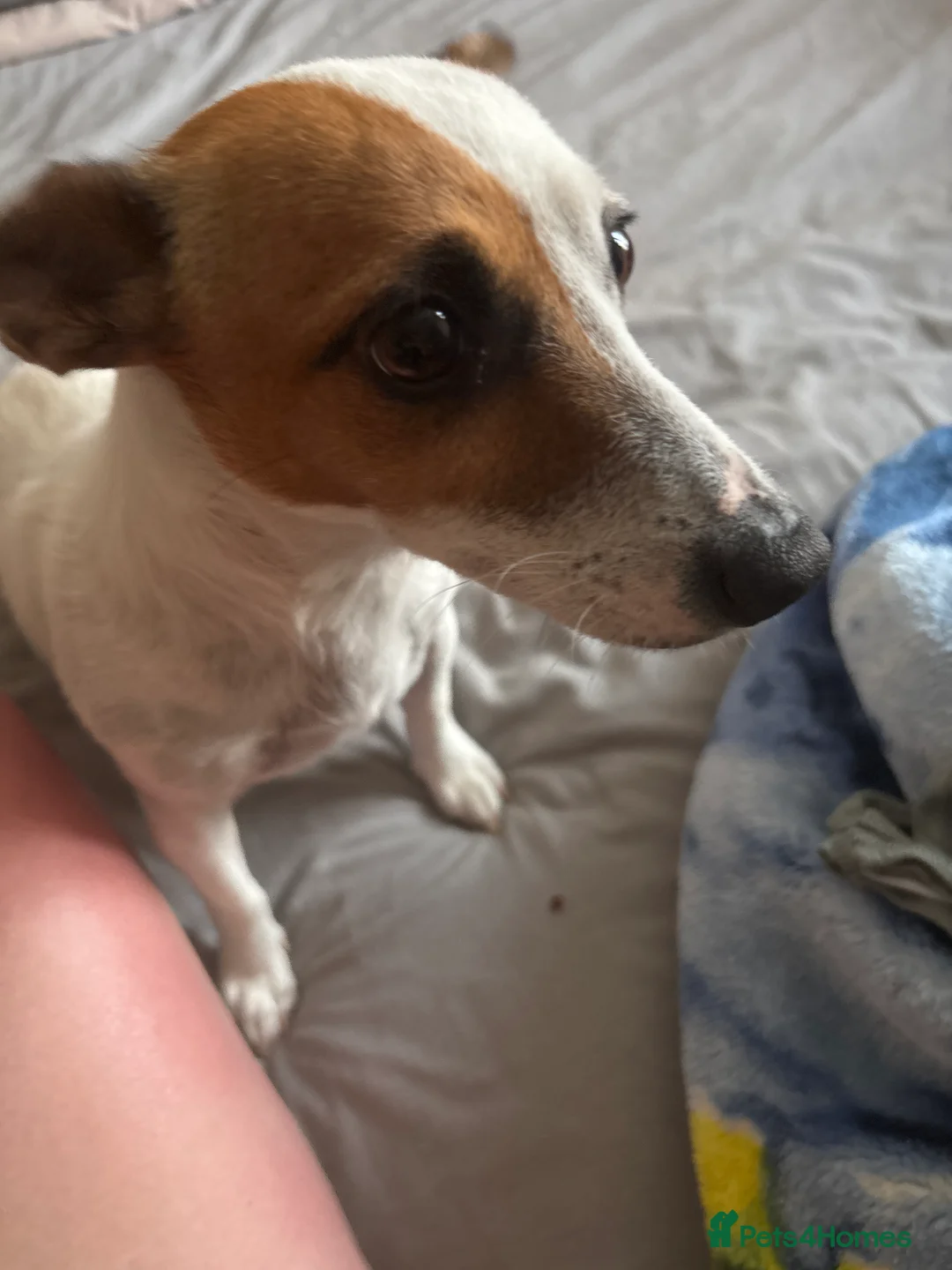 Jack Russell dogs for sale: Puppy 1 in Chatham - Advert 2