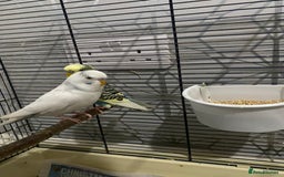 Budgerigars birds for sale: Budgies for sale - £15 each clearance - Image 3