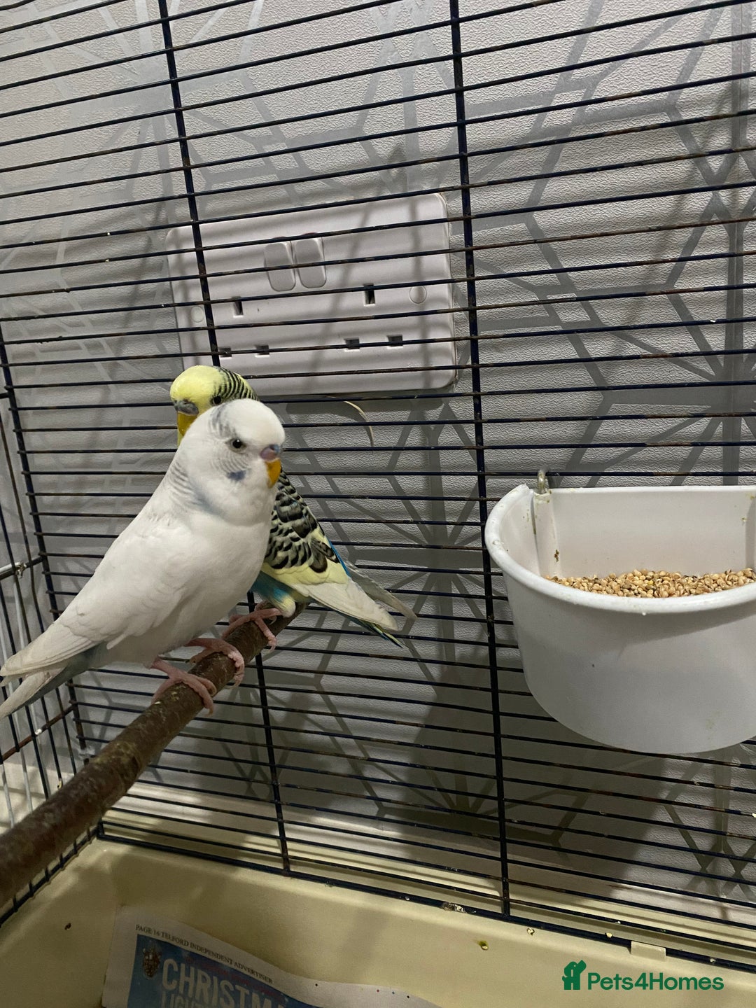 Budgerigars birds for sale: Budgies for sale - £15 each clearance - Image 3