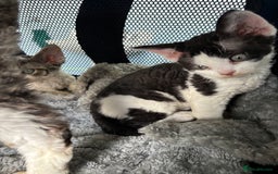 Devon Rex cats for sale: Quintelin Devon Rex - Image 3
