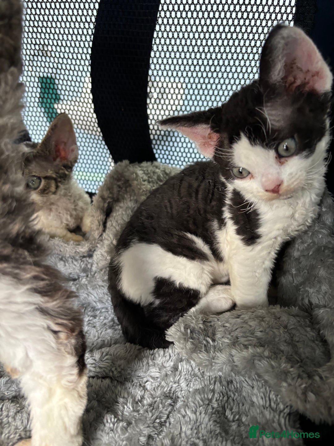 Devon Rex cats for sale: Quintelin Devon Rex - Image 3