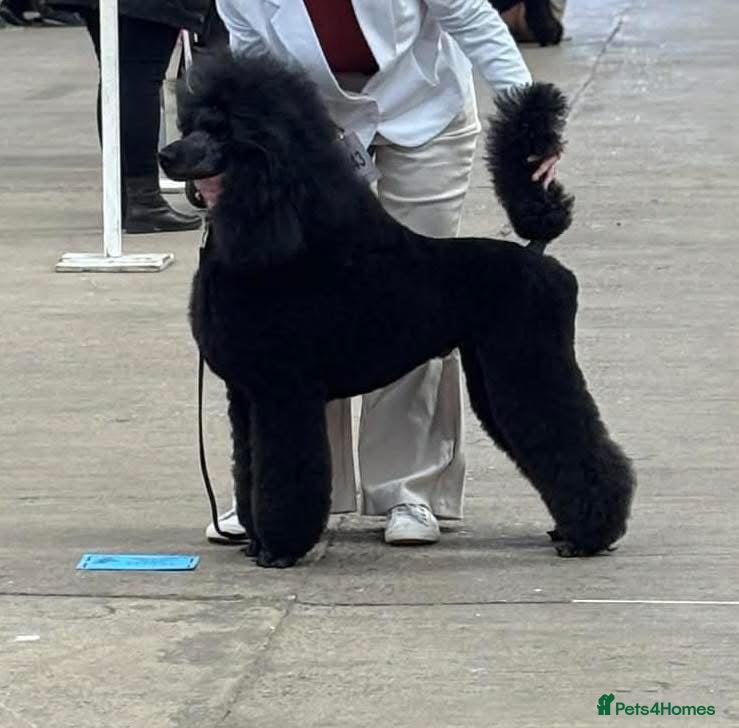 Standard Poodle dogs Show standard poodle - Advert 2