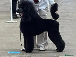 Standard Poodle dogs Show standard poodle - Advert 2