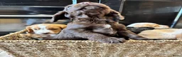 Cocker Spaniel dogs for sale: 🐾 Beautiful Working RKC Cocker Spaniel Puppies🐾 - Advert 7