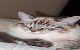 Ragdoll cats for sale: Lynx point ragdoll queen for sale  - Image 3
