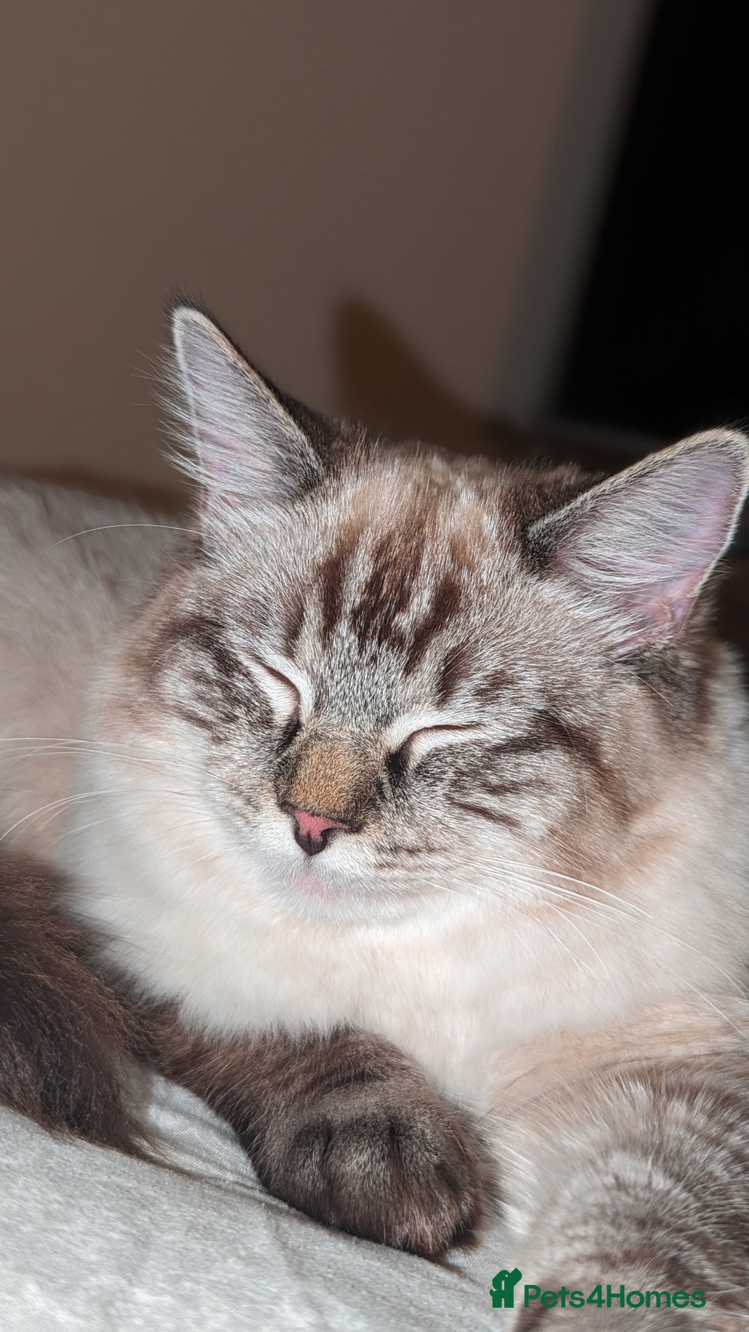 Ragdoll cats for sale: Lynx point ragdoll queen for sale  - Image 3
