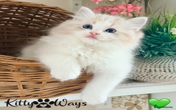 Ragdoll cats for sale: 🐾🩷*TICA REG* LYNX TABBY EU RAGDOLL KITTENS🩵🐾 - Image 7