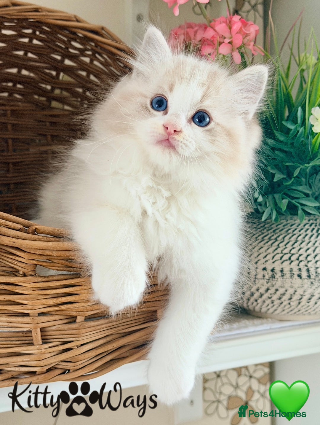 Ragdoll cats for sale: 🐾🩷*TICA REG* LYNX TABBY EU RAGDOLL KITTENS🩵🐾 - Image 7