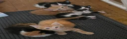 Mixed Breed cats for sale: Gorgeous kittens, 1 female ginger kitten - Advert 13