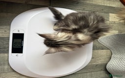 Maine Coon cats for sale: XL Russian Lines TICA registered Maine Coon Boy - Image 16