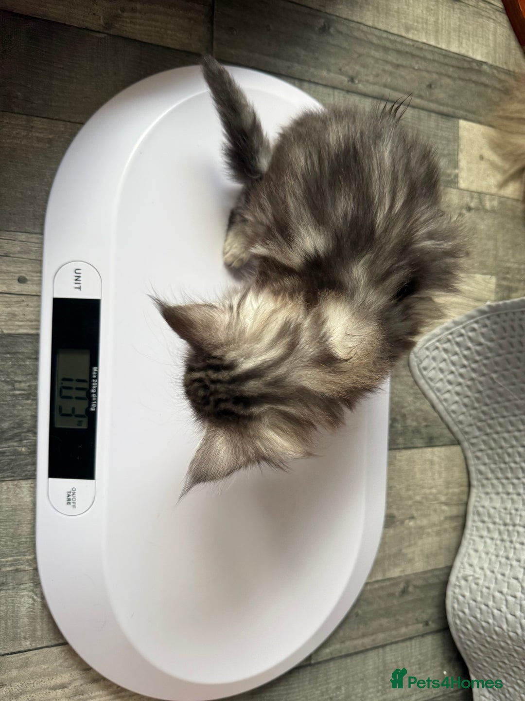 Maine Coon cats for sale: XL Russian Lines TICA registered Maine Coon Boy - Image 16