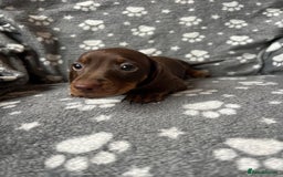 Miniature Dachshund dogs for sale: Miniature Dachshund Puppies  - Image 15
