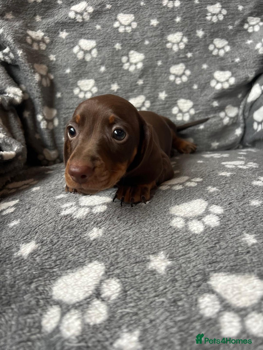 Miniature Dachshund dogs for sale: Miniature Dachshund Puppies  - Image 15