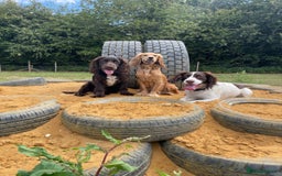 Cocker Spaniel dogs for sale: Rehoming our Cocker Spaniel! - Image 1