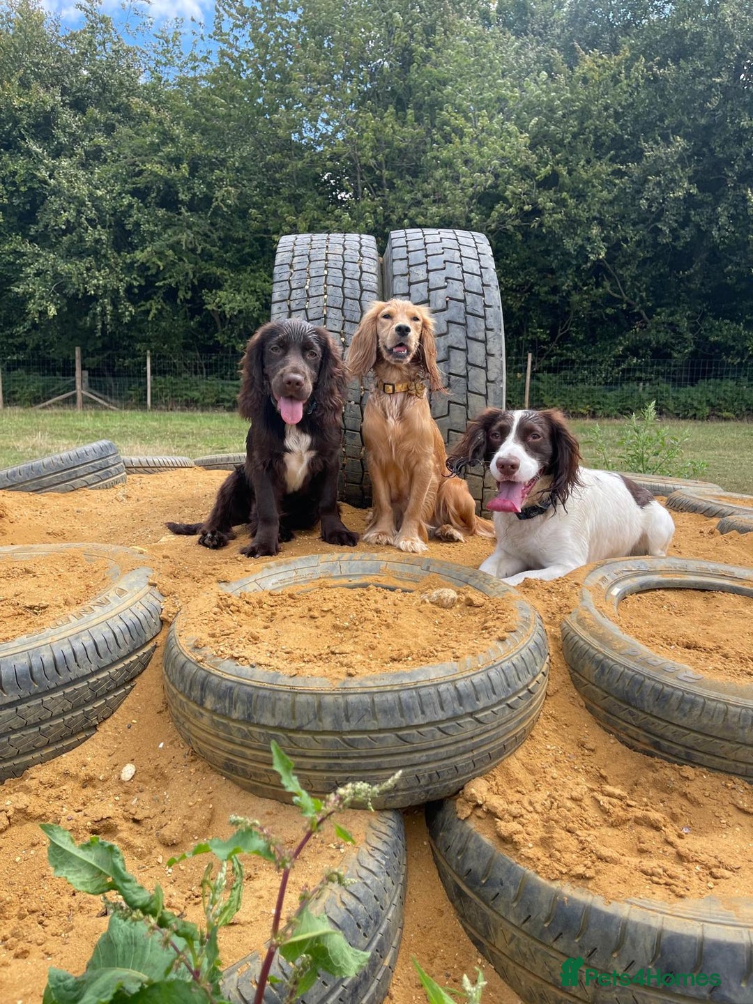 Cocker Spaniel dogs for sale: Rehoming our Cocker Spaniel! - Image 1