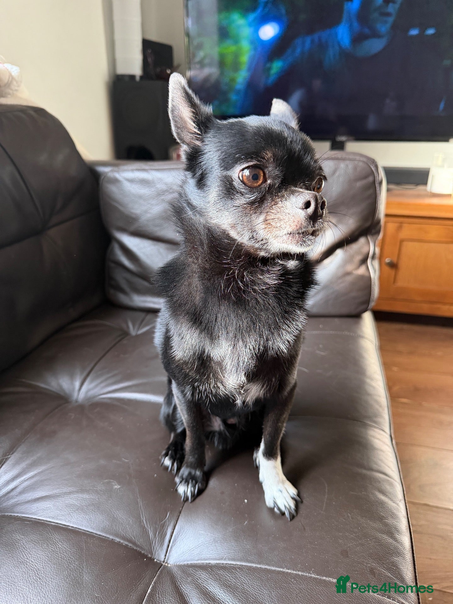 Chihuahua dogs for sale: 5 chihuahuas needing a new home  - Advert 24