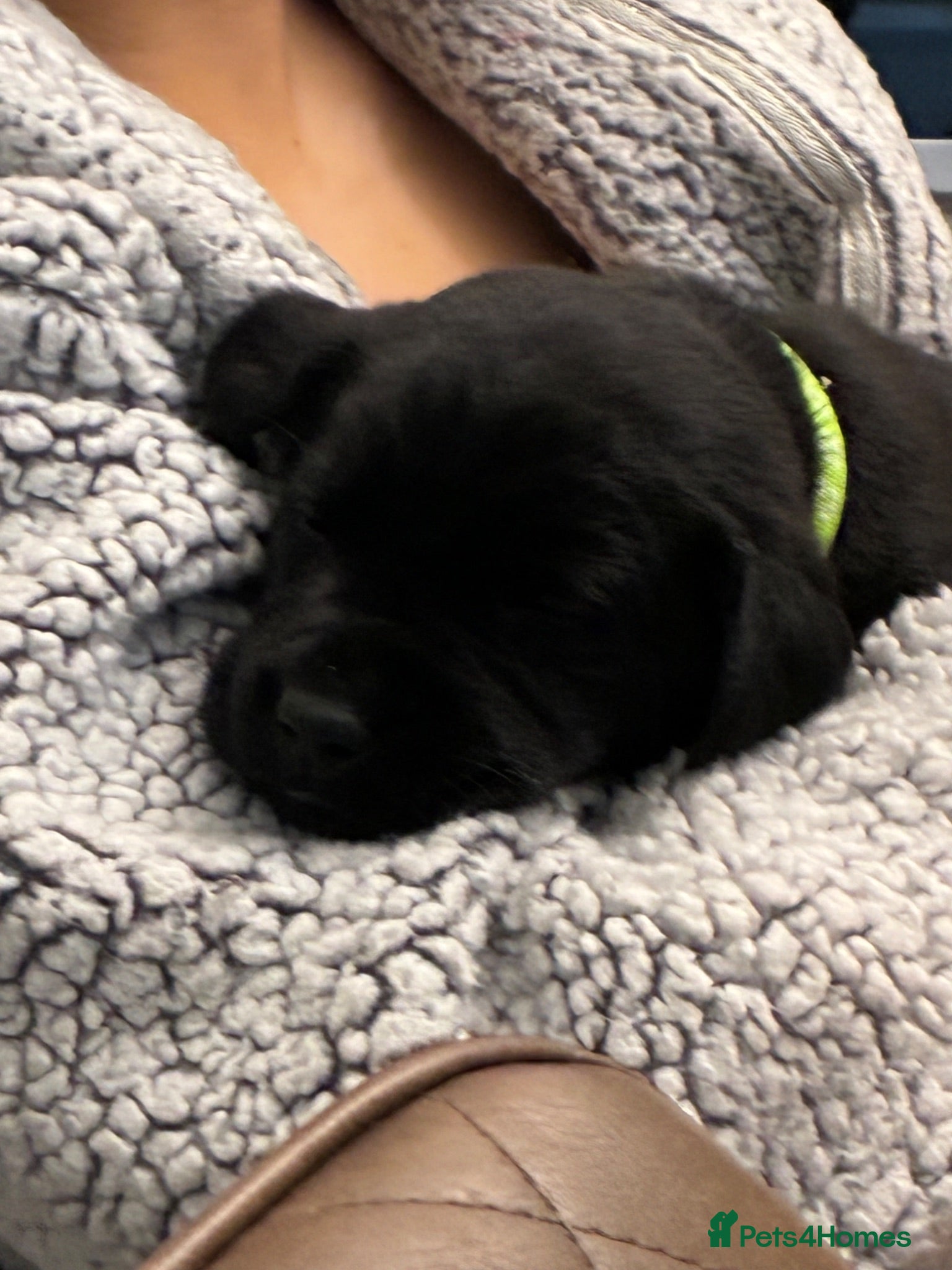 Labrador Retriever dogs Beautiful KC Black Labrador Puppies  - Advert 2