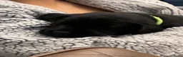 Labrador Retriever dogs for sale: Beautiful KC Black Labrador Puppies  - Advert 19