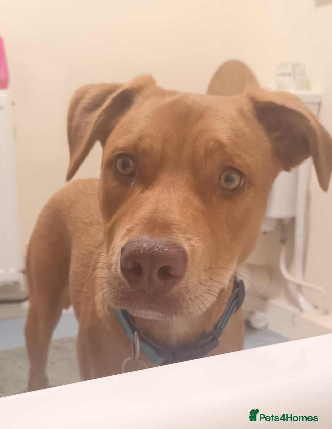 Mixed Breed dogs for adoption: NEVILLE 9 month old Collie cross - Image 1
