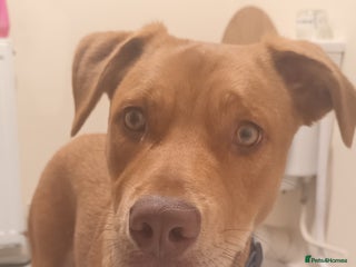 Mixed Breed dogs - Advert 21