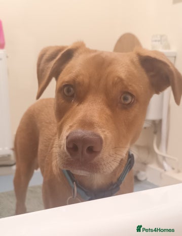 Mixed Breed dogs NEVILLE 9 month old Collie cross - Advert 12