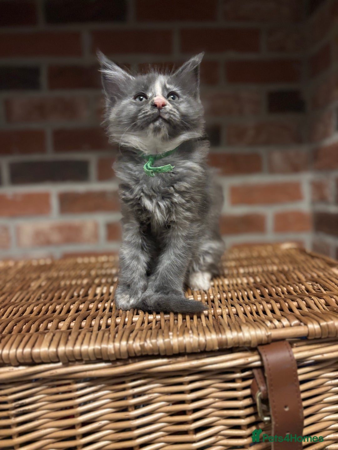 Maine Coon cats for sale: TICA Maine Coon Kittens - Advert 15
