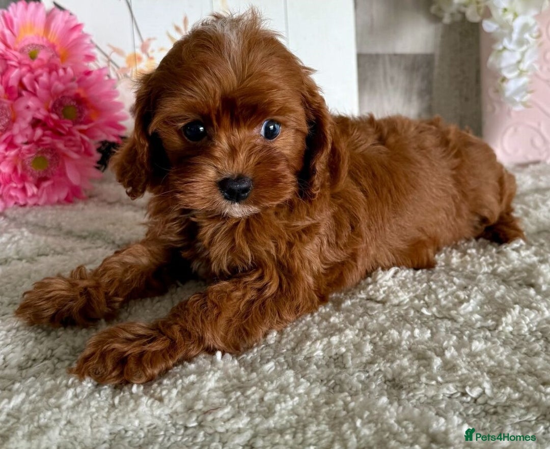 Cavapoo dogs for sale: Beautiful Toy Cavapoo Puppies for sale - Image 8