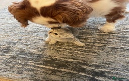 British Shorthair cats for sale: Beautiful GCCF reg BSH female kitten  - Advert 12