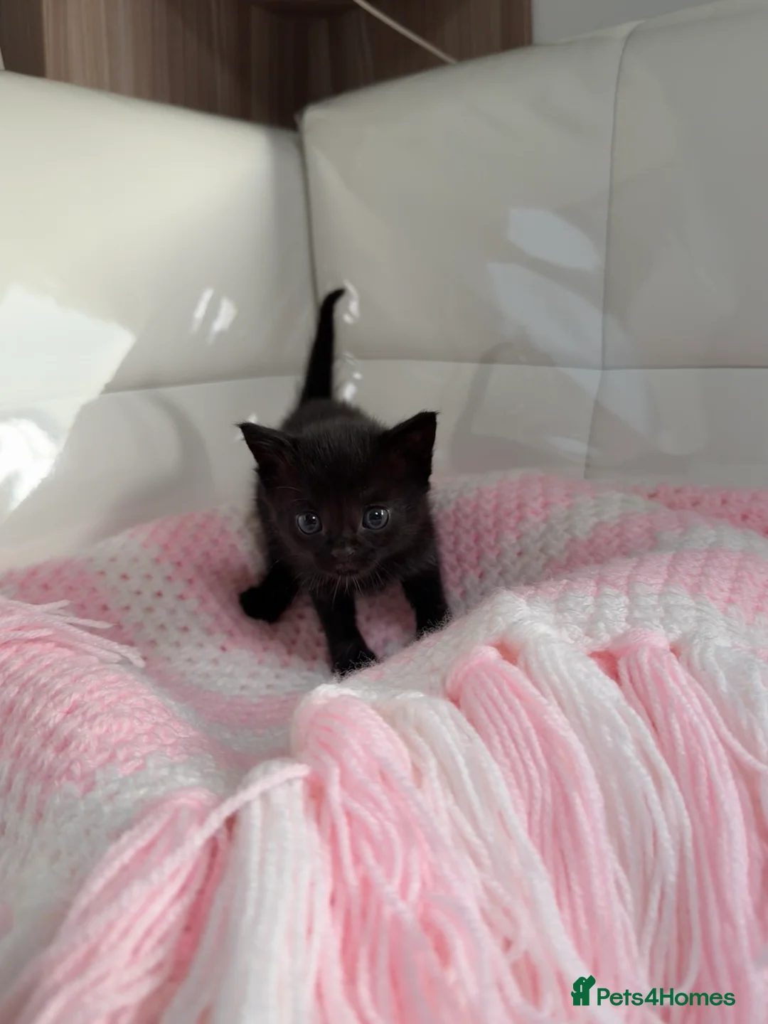 Mixed Breed cats for sale: Kittens looking for forever homes in Edinburgh - Advert 2