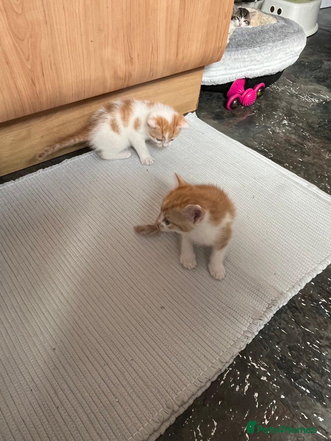 British Shorthair cats for sale: Shorthairs Uk Cat  - Image 15